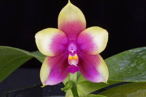 Phalaenopsis Chienlung Happy Queen 'Jamie' AM/AOS 84 pts.